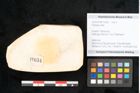 Foto (Objekt + Etikett) von Plantae indet.  (NHMW-GEO-2024-0188-11634)